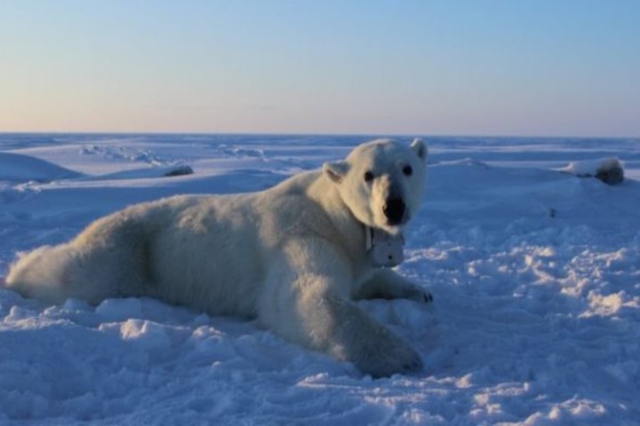 Polar Bear Running Out of Food